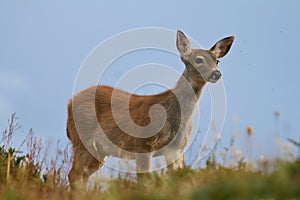 Black-tailed Deer
