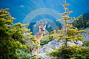 Black-tailed Deer