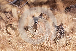 Black-tailed deer barely visible in the tall grass, at sunset; San Francisco Bay Area, California