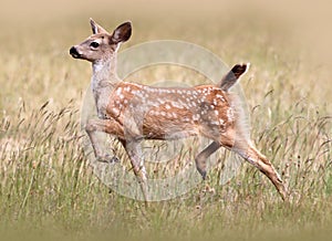Black-tailed Deer Fawn