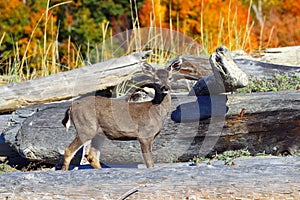 Black-Tailed Deer Fawn, Odocoileus hemionus columbianus, between Driftwood in Autumn, Vancouver Island, British Columbia