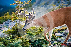Black-tailed Deer