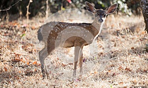 Black-tailed Deer (Odocoileus hemionus) Fawn