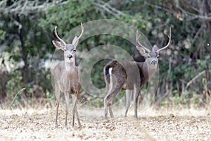 Black-tailed Deer Stags Browsing