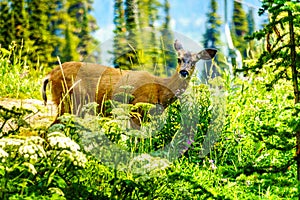 Black Tailed Deer walking on Tod Mountain in BC Canada