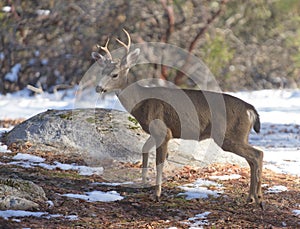 Black-tailed deer in the winter