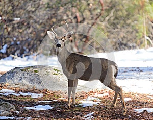 Black-tailed deer in the winter