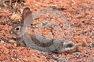 Black Tailed Desert Jack Rabbit photo