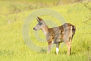 Black-tailed doe