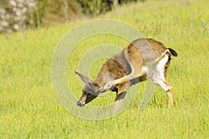 Black-tailed doe