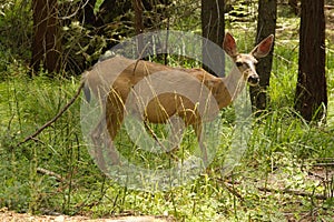 Black-tailed doe