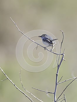 Black-tailed Gnatcatcher