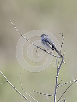 Black-tailed Gnatcatcher