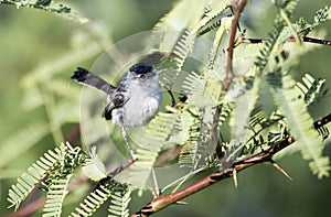 Black Tailed Gnatcatcher bird, Tucson Arizona