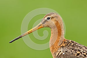 Black-tailed God-wit