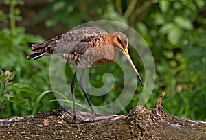 Black Tailed Godwit