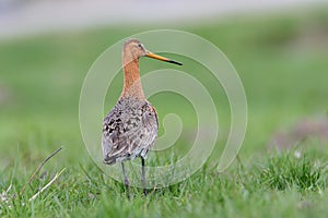 Black-tailed Godwit