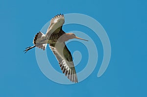 Black-tailed godwit photo