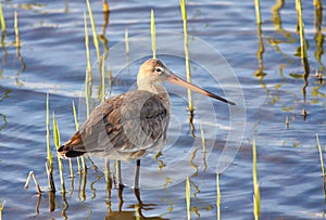 Black-tailed godwit