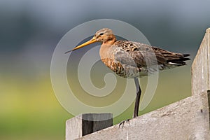 Black tailed godwit