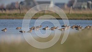 The Black Tailed Godwit