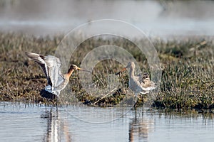 The Black Tailed Godwit