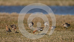 The Black Tailed Godwit