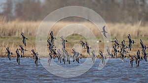 The Black Tailed Godwit