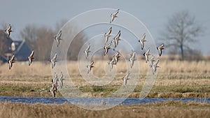 The Black Tailed Godwit