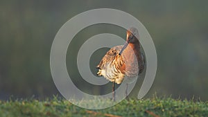 The Black Tailed Godwit