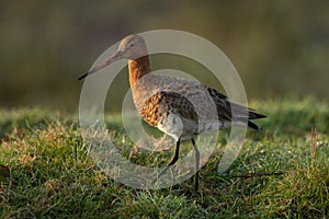 The Black Tailed Godwit