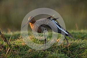 The Black Tailed Godwit