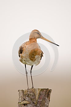 Black-tailed godwit