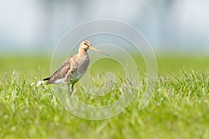 Black-tailed Godwit