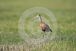 Black-tailed Godwit