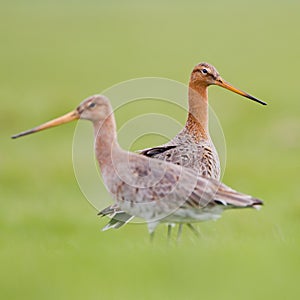 Black tailed godwit