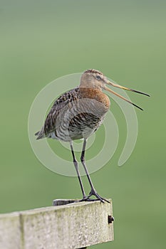 Black-tailed Godwit