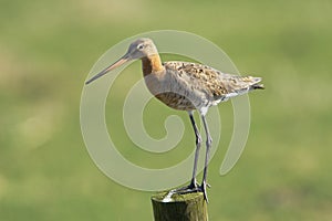 Black-tailed Godwit photo