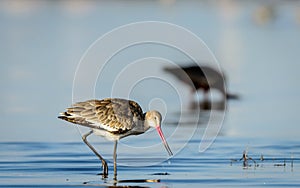 Black-tailed godwit