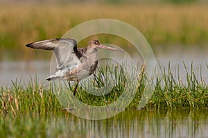 Black tailed Godwit balancing