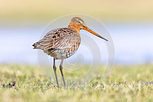 Black Tailed Godwit with Bright Background