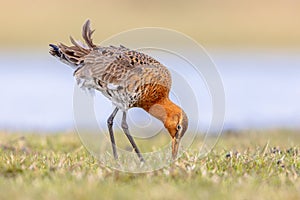 Black Tailed Godwit with Bright Background