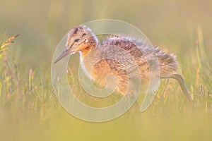 Black tailed Godwit chick