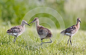 Black tailed godwit chickens