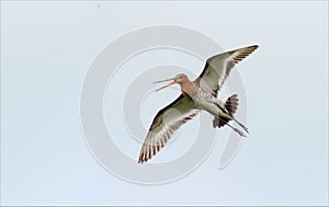 Black-tailed godwit flies and cries loud with open beak