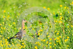 Black-tailed godwit in flowers