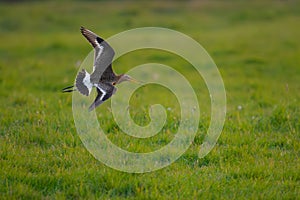 Black-tailed godwit flying close to the grassy field