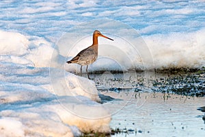 Black-tailed Godwit in Iceland