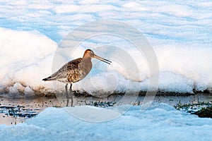 Black-tailed Godwit in Iceland