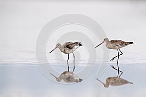 Black tailed godwit on lake with reflection